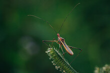 A Zelus Or Assassin Bug, Percevejo Assassino, Zelus On A Green Grass.