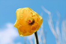 Close-up Of Yellow Flower Against Blue Sky