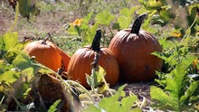 View Of Pumpkins On Field During Autumn