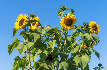 Low Angle View Of Yellow Flowering Plant Against Blue Sky