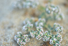 Close-up Of Tiny White Wildflowers Blooming In Sand Of Beach In Baja California Mexico
