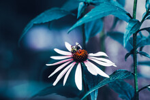 Close-up Macro Image Shot Of Bee On Beautiful Fairy Dreamy Magic White Daisy Flower