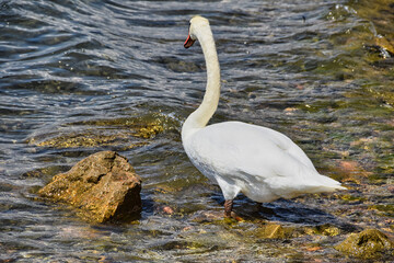 Sticker - The beautiful white mute swan or Cygnus olor resting in the shallow water on a sunny day