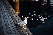 High Angle View Of Seagull Perching On Wooden Post