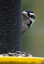 Woodpecker Peeps Around The Finch Feeder