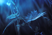 Close-up Of Blue Spider Web On Plant