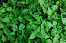 
Background Of Fresh Green Chilli Leaves