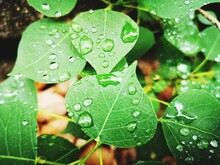 Close-up Of Raindrops On Leaves