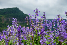 Close-up Of Purple Flowering Plants On Field Against Sky