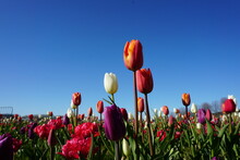 Close-up Of Red Tulip Flowers Against Blue Sky