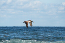 Pelican Flying Over Sea Against Sky