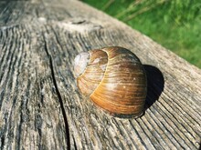 Close-up Of Snail On Wood