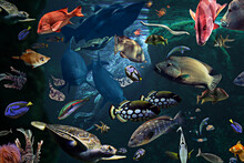 View Of Fishes Swimming In Aquarium