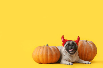 Cute pug dog with Halloween decor and pumpkins on color background