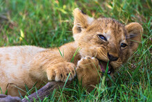 Lion Cub Gnawing