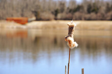 Close-up Of Cattail Fluff By Lake