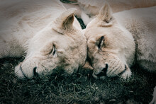 Whit Lion Females Napping