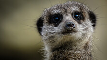 Frontal Portrait Of A Meerkat Looking Into The Camera With Cute Sand Grains On Its Nose