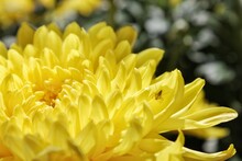 Close-up Of Yellow Flowering Plant