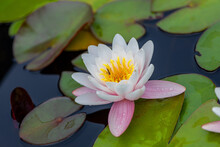 Close-up Of Lotus Water Lily In Pond