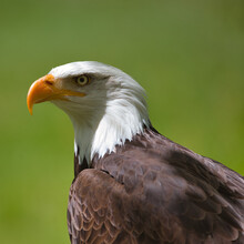 Close-up Of Bald Eagle Head