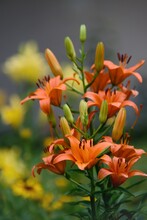 Close-up Of Orange Lily Flowering Plant