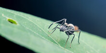 Mimic Ant Spider
