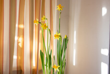 Close-up Of Yellow Flowering Narcissus Hanging Against Wall