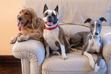 Three Dogs ,  Boston Terrier, Cocker Spaniel, Whippet On A Large White Chair