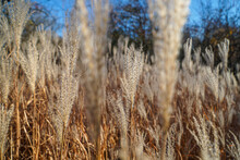Close-up Of Stalks In Field