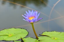 Close-up Of Purple Water Lily In Lake