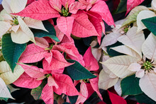 Variety Of Poinsettia In Bloom