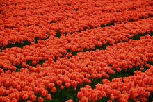 Full Frame Shot Of Red Tulip Flowers On Field