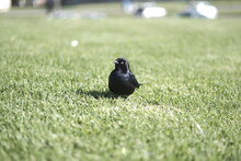 Male Brewer's Blackbird On Grass