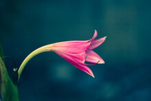 Close-up Of Pink Lily Flower