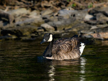 Canada Goose Swimming In Green  Water In Summer, Closeup Portrait