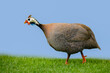 guinea fowl walking on green grass , isolated on blue background .