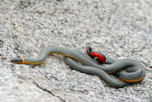 Ring-necked Snake (Diadophis Punctatus)