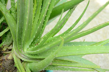 Closeup The Green Ripe Aloe Vera Plants Growing In The Garden Over Out Of Focus Green Brown Background.