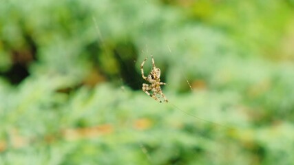 Spider building web in a green bush 4K