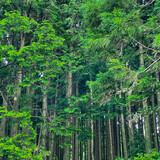 Fototapeta Natura - trees in the forest