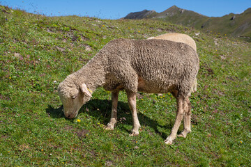 Wall Mural - A flock of sheep in a mountain meadow in the Alps in France