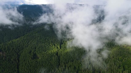 Wall Mural - Rainy weather in mountains. Misty fog blowing over pine tree forest. Aerial footage of spruce forest trees on the mountain hills at misty day. Morning fog at beautiful autumn forest.