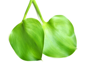 Green leaves of Water Hyacinth, Floating water hyacinth, Java Weed on white background.