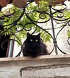 Czarny kot na balkonie, Italia.