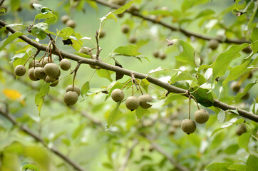 Sticker - Close-up shot of a bunch of ripe, brown-green fruits on a tree