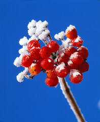 Wall Mural - Rote Beeren mit Raureif