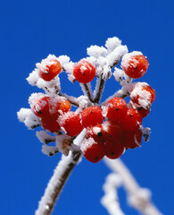 Wall Mural - Rote Beeren mit Raureif