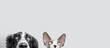 Banner dog and cat in a  row hiding. Isolated on gray background