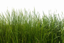 Tall Green Grass Isolated On White Background